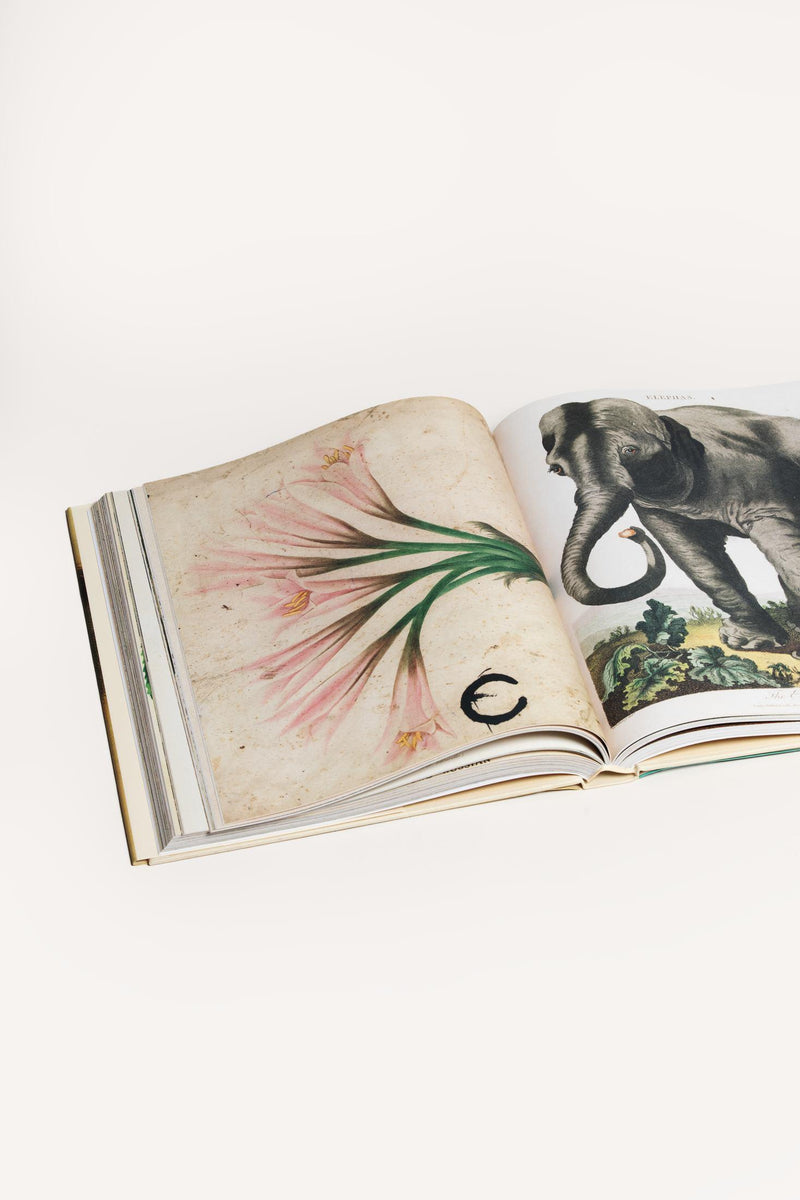 JOHN DERIAN PICTURE BOOK JDPICTUREBOOK 1 John Derian 